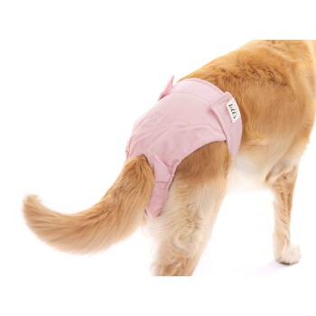 Eine Rückansicht eines Golden Retrievers, der eine rosa Hundewindel trägt, mit einem kleinen Etikett, das 'Lucy' liest.