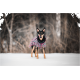 Ein schwarz-brauner Hund trägt einen bunten gemusterten Mantel und steht im Schnee, mit einem schneebedeckten Wald im Hintergrund.
