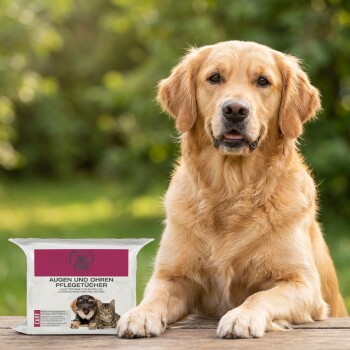 Golden retriever with face blurred beside packet of pet wipes labeled TAKE CARE and AUGEN UND OHREN PFLEGETÜCHER