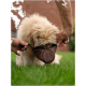 Ein flauschiger, hellfarbener Hund bekommt von zwei Händen einen braunen Maulkorb angelegt, auf einem grasbewachsenen Rasen.