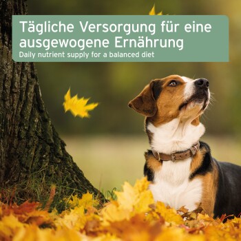 Hund im Herbstlaub neben einem Baum, schaut nach oben; Banner mit der Aufschrift 'Tägliche Nährstoffversorgung für eine ausgewogene Ernährung', darüber deutscher Text.