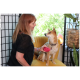 Frau bürstet einen Shiba Inu mit einer rosa Bürste, während der Hund auf einem gelben Stuhl in einem hellen Raum sitzt.
