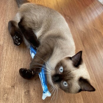 Eine verspielte Siamkatze mit auffälligen blauen Augen liegt auf einem Holzboden und umarmt ein blaues fischförmiges Spielzeug.
