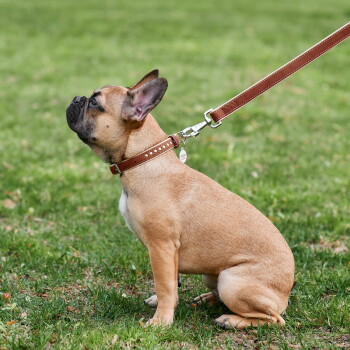 Beige Franse bulldog draagt een bruine leren halsband met studs en riem met metalen ID-penning, zittend op het gras en omhoog kijkend.