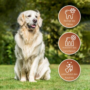Ein Golden Retriever sitzt auf Gras neben Symbolen für Zahnreinigung, Zahnfleischmassage und Kauunterstützung.