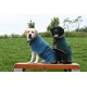 Zwei Hunde sitzen auf einer Holzbank in einem grasbewachsenen Feld und tragen gemütliche blaue und grüne Haustierjacken.