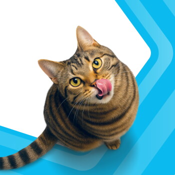 Draufsicht auf eine braun getigerte Katze mit gelben Augen, die sich auf einem blauen geometrischen Hintergrund die Nase leckt.