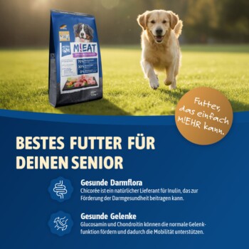 Golden Retriever läuft auf Gras neben einer Tüte M!EAT Senior Hundefutter mit deutschem Text über gesundheitliche Vorteile.