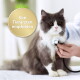Grau-weiße, langhaarige Katze wird von einer Tierärztin mit einem Stethoskop untersucht; goldene Plakette lautet "Von Tierärzten empfohlen."