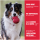 Dreifarbiger Australian Shepherd hält roten KONG-Ball; rotes Feld mit polnischem Text 'GUMA KONG' und 'NIE ODPRYSKUJE'.