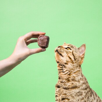 Hand hält einen braunen Futtermittelwürfel, während eine getigerte Katze vor grünem Hintergrund aufblickt.