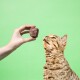 Hand hält einen braunen Futtermittelwürfel, während eine getigerte Katze vor grünem Hintergrund aufblickt.