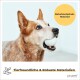 Hundeball-Set