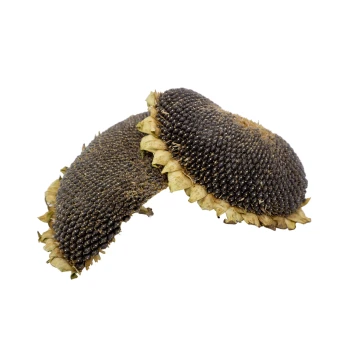 Zwei Sonnenblumenköpfe, einer teilweise zerbrochen, die ihre dunklen Samen und getrockneten gelben Blütenblätter vor einem weißen Hintergrund zeigen.