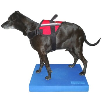 Ein schwarzer Hund, der ein rotes Geschirr trägt, steht auf einer blauen Matte und zeigt das Design und die Passform des Geschirrs.