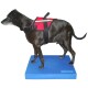 Ein schwarzer Hund, der ein rotes Geschirr trägt, steht auf einer blauen Matte und zeigt das Design und die Passform des Geschirrs.
