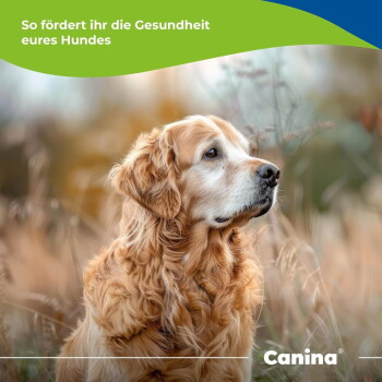 Golden Retriever im hohen Gras mit dem deutschen Text „So fördert ihr die Gesundheit eures Hundes“ und Canina-Logo.