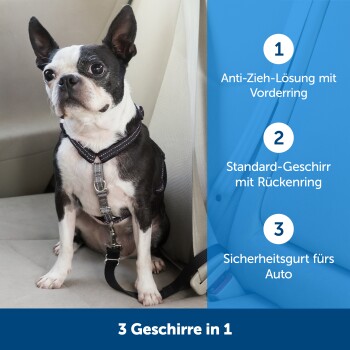 Ein Boston Terrier in einem Geschirr sitzt in einem Autositz. Merkmale: Anti-Zieh-Frontring, Standard-Rückenring und Autosicherheitsgurt.