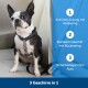 Ein Boston Terrier in einem Geschirr sitzt in einem Autositz. Merkmale: Anti-Zieh-Frontring, Standard-Rückenring und Autosicherheitsgurt.