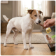 Jack Russell recevant une friandise à la main depuis une poche de snacks Select Gold Sensitive dans un salon.