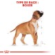 Illustration d'un chien Boxer, se tenant droit avec une posture fière, accompagnée du texte "TYPE DE RACE : BOXER" en lettres rouges en gras.