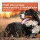 Ein glücklicher Berner Sennenhund im Freien, mit dem Text "Erhält eine normale Immunfunktion & Wohlbefinden" und "Natürliche Zutaten."