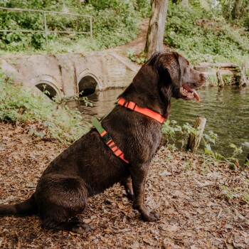 Ein nasser brauner Labrador Retriever sitzt am Ufer eines Flusses, trägt ein leuchtend orangefarbenes und grünes Geschirr, mit einem üppig grünen Hintergrund.