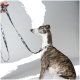 Ein Greyhound, der aufmerksam sitzt, mit einem blau-grau gemusterten Halsband und Leine, während eine Hand die Leine darüber hält.