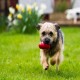 A small, scruffy dog runs on green grass, happily carrying a red rubber toy in its mouth, with blooming flowers in the background.