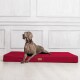 Ein grauer Weimaraner-Hund liegt auf einem roten Hundebett in einem hellen Raum mit weißen Wänden und schaut aufmerksam zur Seite.