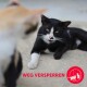 Un chat noir et blanc allongé sur le sol, avec un chat calico flou au premier plan. Le texte indique "WEG VERSPERREN" en rouge.