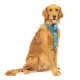 Ein Golden Retriever, der ein blaues Kurgo-Geschirr trägt, sitzt aufrecht vor einem weißen Hintergrund.