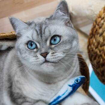 Eine Nahaufnahme einer grauen Katze mit weißer Brust, die in einem geflochtenen Korb sitzt, mit einem blauen Halsband, das um ihren Hals sichtbar ist.