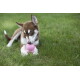 Braun-weißer Husky-Welpe liegt auf dem Gras und kaut an einem pinken KONG-Spielzeug, auf dem 'KONG' sichtbar ist.