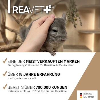 Eine Nahaufnahme eines neugierigen goldenen Hamsters mit braunem und weißem Fell, der auf einem Stein sitzt, umgeben von grünem Gras.