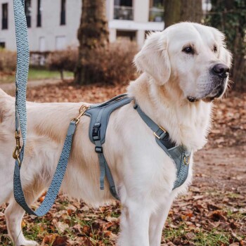 Ein Golden Retriever, der ein hellblaues Geschirr und eine Leine trägt, steht auf einem blattbedeckten Boden in einem Park.