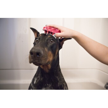 Dobermann in einer Badewanne, am Kopf von einer Hand mit einer roten Bürste geschrubbt; seifiges Fell.