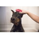 Dobermann in einer Badewanne, am Kopf von einer Hand mit einer roten Bürste geschrubbt; seifiges Fell.