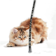 Eine flauschige, orange getigerte Katze mit blauen Augen, die sich geduckt hat und sich auf einen schwarz-weißen gestreiften Spielzeugstab mit einem flauschigen Ende konzentriert.