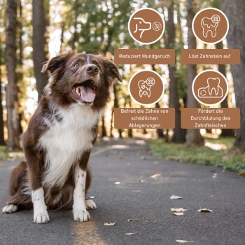 Ein glücklicher braun-weißer Hund sitzt auf einem von Bäumen gesäumten Weg mit Textfeldern, die zahnmedizinische Vorteile in deutscher Sprache hervorheben.