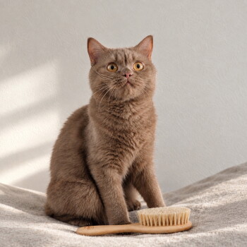 Eine verspielte graue getigerte Katze greift nach einer Hand, die einen Holzlöffel vor einem schlichten weißen Hintergrund hält.