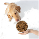 Hellbrauner Labrador schnüffelt an einer weißen Schale mit Trockenfutter, die von einer Hand mit grauem Nagellack gehalten wird.