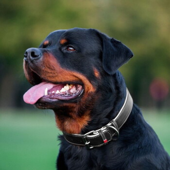 Rottweiler die hijgt met uitgestoken tong, draagt een zwarte leren halsband met metalen gesp tegen een onscherpe groene achtergrond
