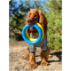 Ein verspielter Hund in einem grauen Outfit hält einen blauen und gelben Gummiring im Mund und steht auf einem sandigen Weg, umgeben von Grün.