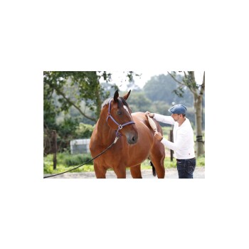 Eine Person in einem weißen Langarmhemd und einer Mütze pflegt ein braunes Pferd mit einer lila Halfter in einer grünen Umgebung.