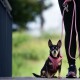 Kleiner schwarz-brauner Hund mit rosa Geschirr und Leine, sitzt neben einer Person in schwarzen Leggings und Turnschuhen im Freien.