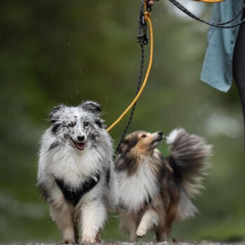 Zwei glückliche Hunde, einer mit einem flauschigen grauen Fell und der andere mit einem braun-weißen Fell, gehen bei Regen an der Leine.