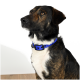 Eine Nahaufnahme eines Hundes mit gestromtem Fell, der ein hellblaues Halsband trägt und aufmerksam zur Seite schaut, vor einem weißen Hintergrund.