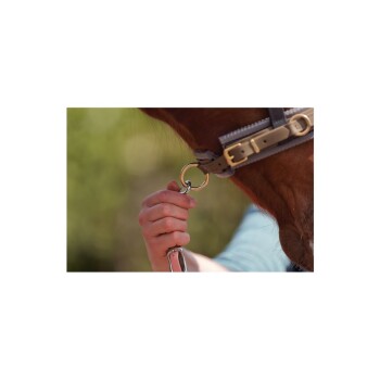 Nahaufnahme einer Hand, die einen Metallring hält, der an einem Pferdehalfter befestigt ist, mit dem braunen Maul des Pferdes im Fokus.