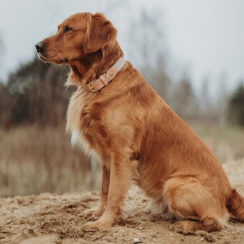 Ein Golden Retriever sitzt auf sandigem Boden, trägt ein helles Halsband, hat einen ruhigen Ausdruck und einen verschwommenen natürlichen Hintergrund.
